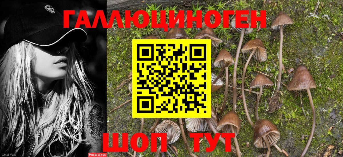 Псилоцибиновые грибы Psilocybine cubensis Балабаново